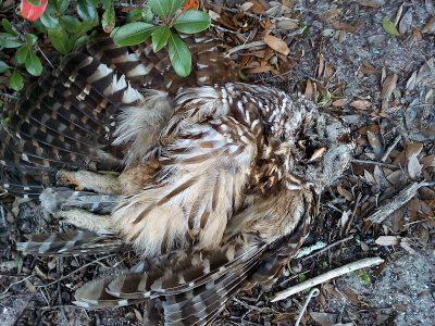 [The bird lies flat on its back on the ground with its head cocked toward its left and its upper yellow beak twisted away from the lower half. The left wing is on ghte ground slightly spread while the right is atop its body. The tail is spread out and its thick legs are lying atop it. The bird has stripes of dark and light brown with some white.]